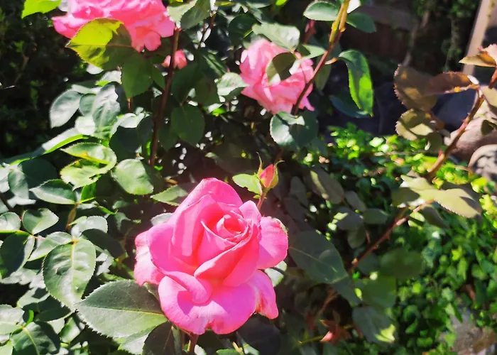 Strandhaus Alte Toepferei شقة *